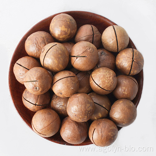 Big Size Roasted Macadamia In Shell For Sale